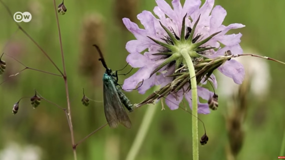 Muerte masiva de insectos